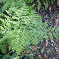 Adiantum formosum (Black Stem, Black-stem Maidenhair) at Jerrawangala, NSW - 15 Jul 2024 by plants