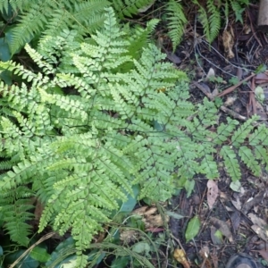 Adiantum formosum at Jerrawangala, NSW - 15 Jul 2024