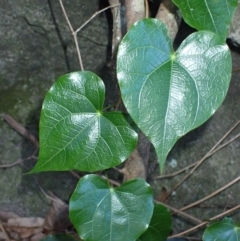 Sarcopetalum harveyanum (Pearl Vine) at Jerrawangala, NSW - 15 Jul 2024 by plants