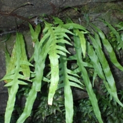 Microsorum scandens (Fragrant Fern) at Jerrawangala, NSW - 15 Jul 2024 by plants