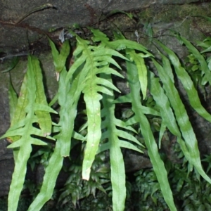 Microsorum scandens at Jerrawangala, NSW - 15 Jul 2024