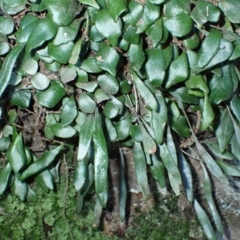 Pyrrosia rupestris (Rock Felt Fern) at Jerrawangala, NSW - 15 Jul 2024 by plants