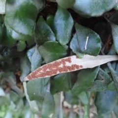 Pyrrosia rupestris at Jerrawangala, NSW - 15 Jul 2024