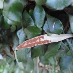 Pyrrosia rupestris at Jerrawangala, NSW - 15 Jul 2024 10:42 AM