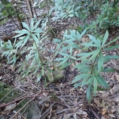 Tasmannia insipida (Brush Pepperbush, Dorrigo Pepper) at Jerrawangala, NSW - 15 Jul 2024 by plants