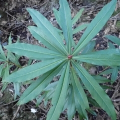 Tasmannia insipida at Jerrawangala, NSW - 15 Jul 2024