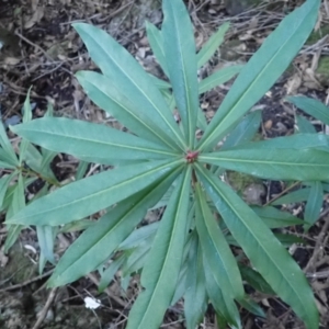 Tasmannia insipida at Jerrawangala, NSW - 15 Jul 2024