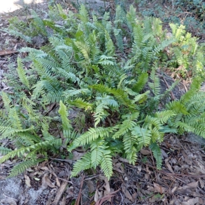 Pellaea falcata (Sickle Fern) at Jerrawangala, NSW - 15 Jul 2024 by plants