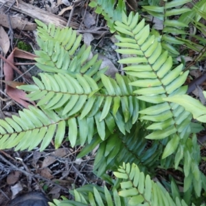 Pellaea falcata at Jerrawangala, NSW - 15 Jul 2024