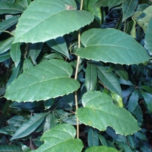 Cissus antarctica at Jerrawangala, NSW - 15 Jul 2024