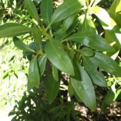 Myoporum acuminatum (Boobialla) at Callala Beach, NSW - 15 Jul 2024 by plants