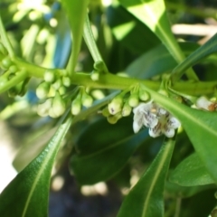 Myoporum acuminatum at Callala Beach, NSW - 15 Jul 2024