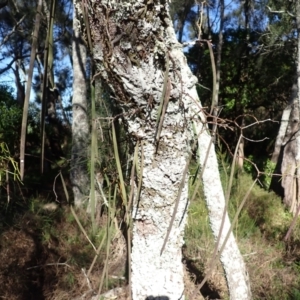 Dockrillia teretifolia at Callala Beach, NSW - 15 Jul 2024