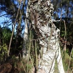 Dockrillia teretifolia at Callala Beach, NSW - suppressed