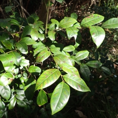 Glochidion ferdinandi var. ferdinandi (Cheese Tree) at Callala Beach, NSW - 15 Jul 2024 by plants