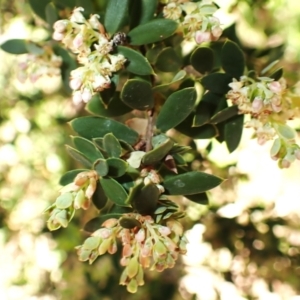 Monotoca elliptica at Callala Beach, NSW - 15 Jul 2024