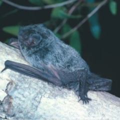 Chalinolobus nigrogriseus (Hoary Wattled Bat) at Jardine River, QLD - 9 Sep 2009 by MichaelBedingfield