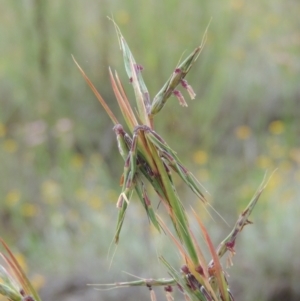 Cymbopogon refractus at Conder, ACT - 7 Jan 2024