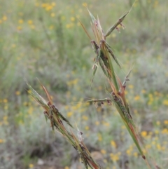 Cymbopogon refractus at Conder, ACT - 7 Jan 2024