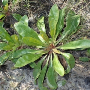 Limonium australe at Beecroft Peninsula, NSW - 15 Jul 2024 11:57 AM