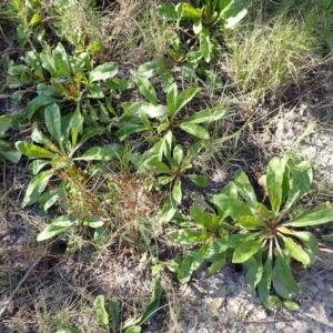 Limonium australe at Beecroft Peninsula, NSW - 15 Jul 2024