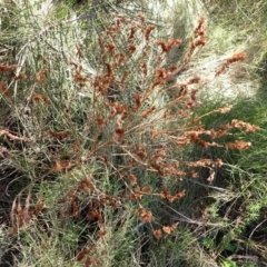 Limonium australe at Beecroft Peninsula, NSW - 15 Jul 2024 11:57 AM