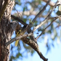 Anthochaera phrygia (Regent Honeyeater) at Kitchener, NSW - 14 Jul 2024 by Liam.m