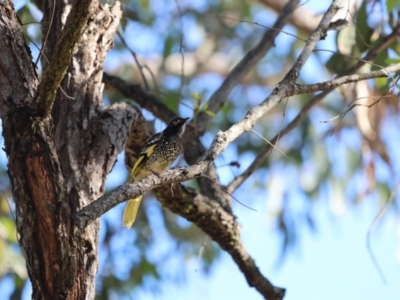 Anthochaera phrygia (Regent Honeyeater) at Kitchener, NSW - 14 Jul 2024 by Liam.m