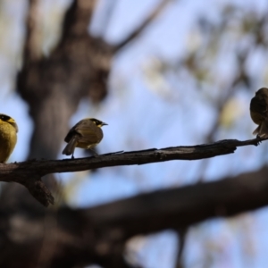 Lichenostomus melanops at Kitchener, NSW - 14 Jul 2024