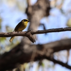 Lichenostomus melanops at Kitchener, NSW - 14 Jul 2024