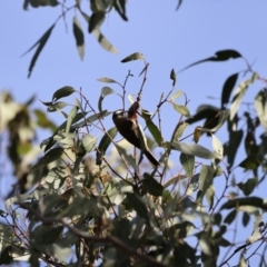 Melithreptus gularis gularis (Black-chinned Honeyeater) at Kitchener, NSW - 14 Jul 2024 by Liam.m