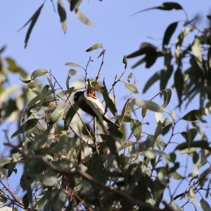 Melithreptus gularis gularis at Kitchener, NSW - suppressed