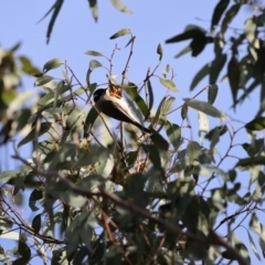 Melithreptus gularis gularis at Kitchener, NSW - suppressed