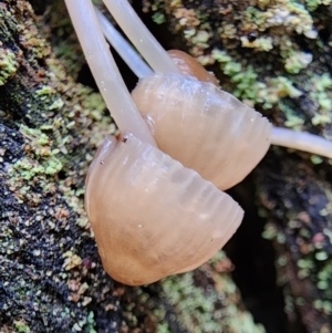 Mycena sp. at Uriarra Village, ACT - 16 Jul 2024