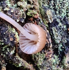 Mycena sp. at Uriarra Village, ACT - 16 Jul 2024