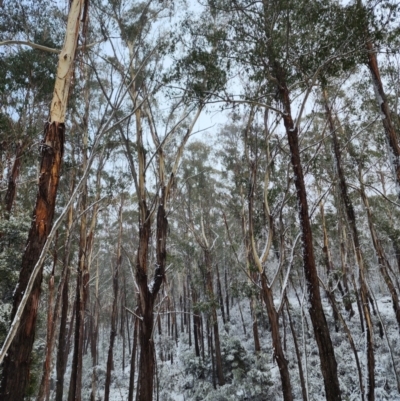 Eucalyptus delegatensis subsp. delegatensis (Alpine Ash) at Cotter River, ACT - 16 Jul 2024 by Steve818