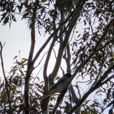 Coracina novaehollandiae (Black-faced Cuckooshrike) at Lawson, ACT - 16 Jul 2024 by mroseby