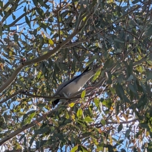 Coracina novaehollandiae at Lawson, ACT - 16 Jul 2024