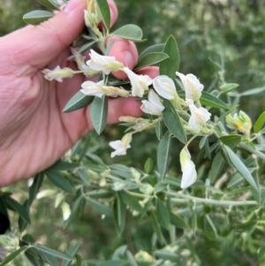 Chamaecytisus palmensis at Kenny, ACT - 16 Jul 2024