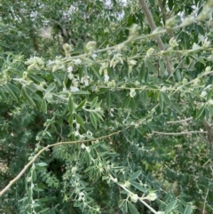 Chamaecytisus palmensis at Kenny, ACT - 16 Jul 2024