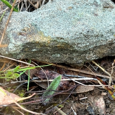 Caladenia actensis at Throsby, ACT - 24 Jun 2024 by RangerRiley