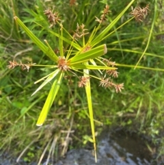 Cyperus lucidus at Uriarra Village, ACT - 21 Jan 2024 11:52 AM