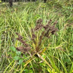 Cyperus lucidus at Uriarra Village, ACT - 12 Feb 2024