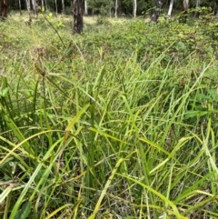 Cyperus lucidus at Uriarra Village, ACT - 12 Feb 2024 12:09 PM