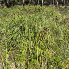 Cyperus lucidus at Uriarra Village, ACT - 12 Feb 2024