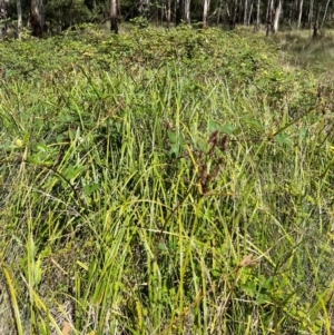 Cyperus lucidus at Uriarra Village, ACT - 12 Feb 2024 12:09 PM