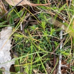 Astroloma humifusum (Cranberry Heath) at Watson, ACT - 11 Jul 2024 by mcosgrove