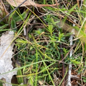 Styphelia humifusum at Watson, ACT - 11 Jul 2024