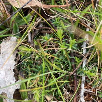 Astroloma humifusum (Cranberry Heath) at Watson, ACT - 11 Jul 2024 by mcosgrove