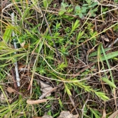 Styphelia humifusum at Watson, ACT - 11 Jul 2024